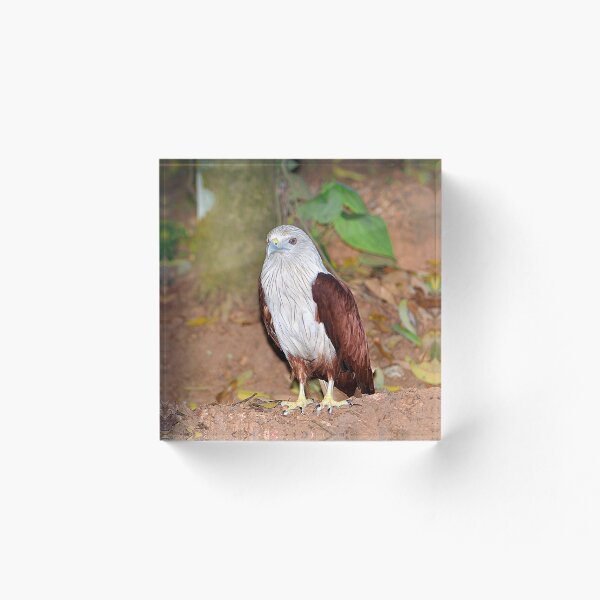 Item preview, cometa brahmán designed and sold by IPPhotography.