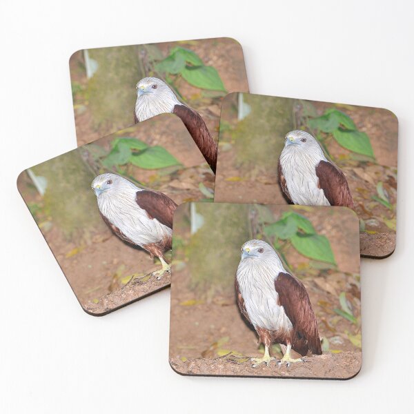 Item preview, Brahminy Kite designed and sold by IPPhotography.