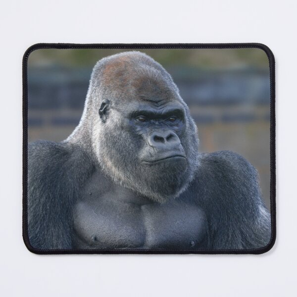 Item preview, Iconic Silverback Oumbi designed and sold by rawshutterbug.