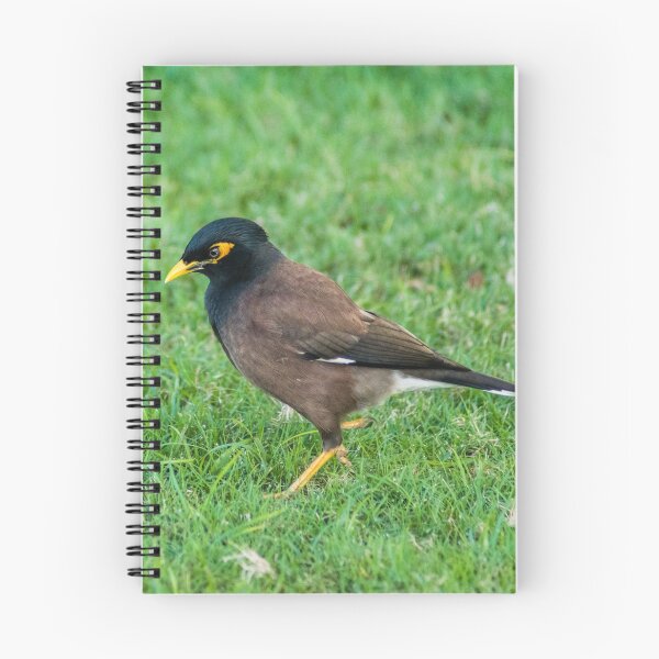 Item preview, Common Myna designed and sold by KensLensDesigns.