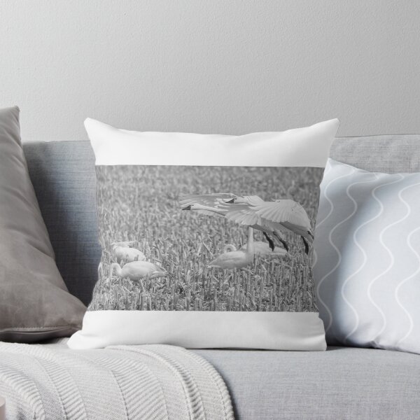 Item preview, Swans Setting Down designed and sold by Thomasyoung.