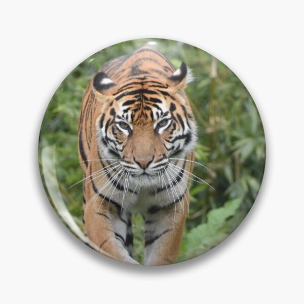 Item preview, Sumatran Tiger designed and sold by megjayne-photos.