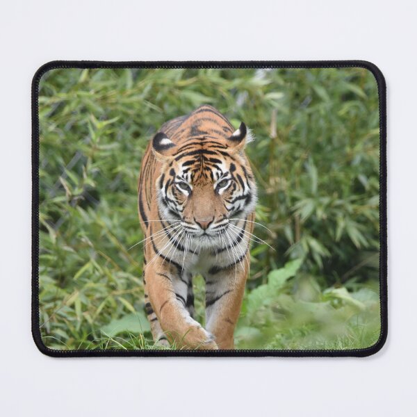 Item preview, Sumatran Tiger designed and sold by megjayne-photos.