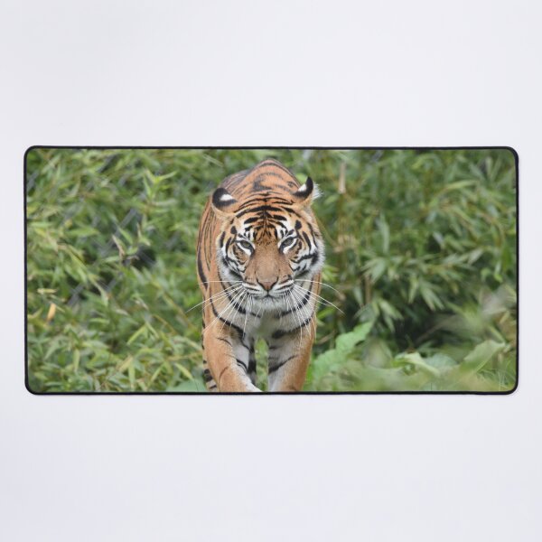 Item preview, Sumatran Tiger designed and sold by megjayne-photos.