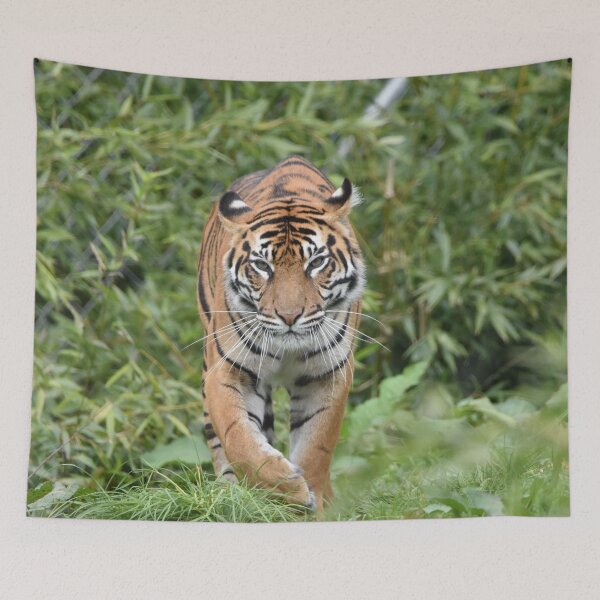 Item preview, Sumatran Tiger designed and sold by megjayne-photos.