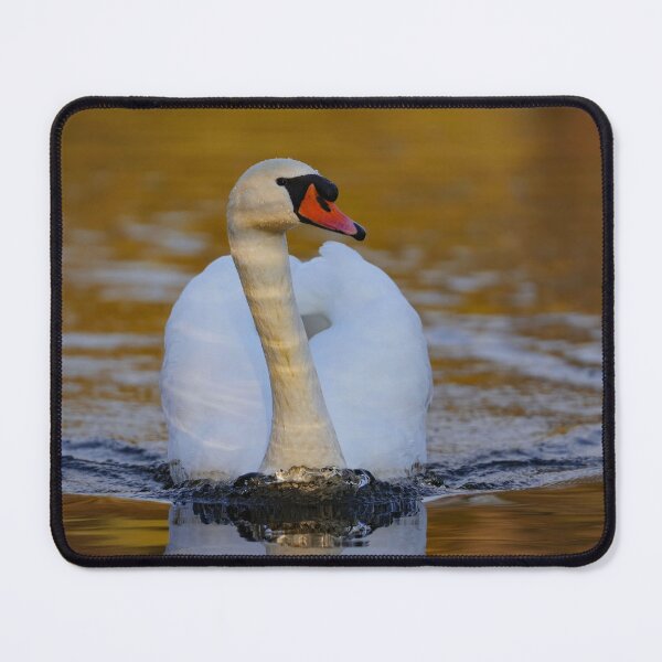 Item preview, Approaching curious swan designed and sold by WildEncounters.