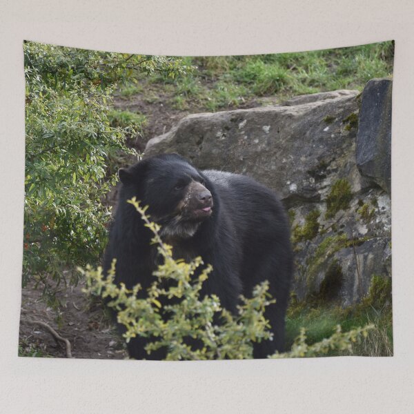 Item preview, Andean Bear designed and sold by megjayne-photos.