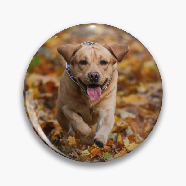 Artikelvorschau, Hund läuft zwischen Herbstblättern entworfen und verkauft von WildEncounters.