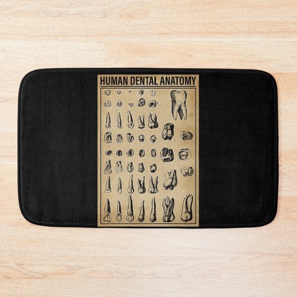 Item preview, Human dental anatomy designed and sold by SameeraDammeyer.