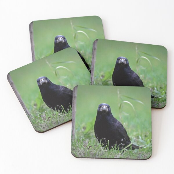 Item preview, Judgmental rook designed and sold by WildEncounters.