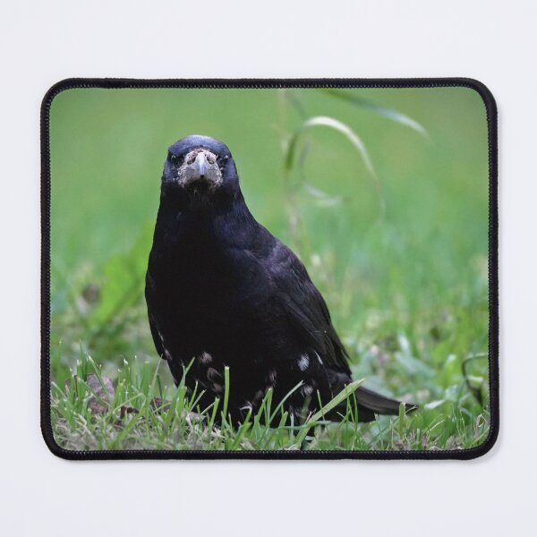 Item preview, Judgmental rook designed and sold by WildEncounters.