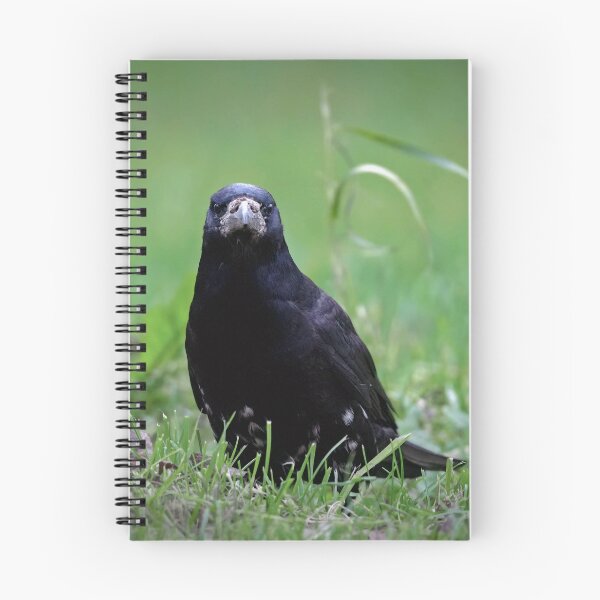 Item preview, Judgmental rook designed and sold by WildEncounters.