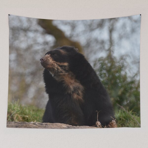 Item preview, Andean Bear  designed and sold by megjayne-photos.