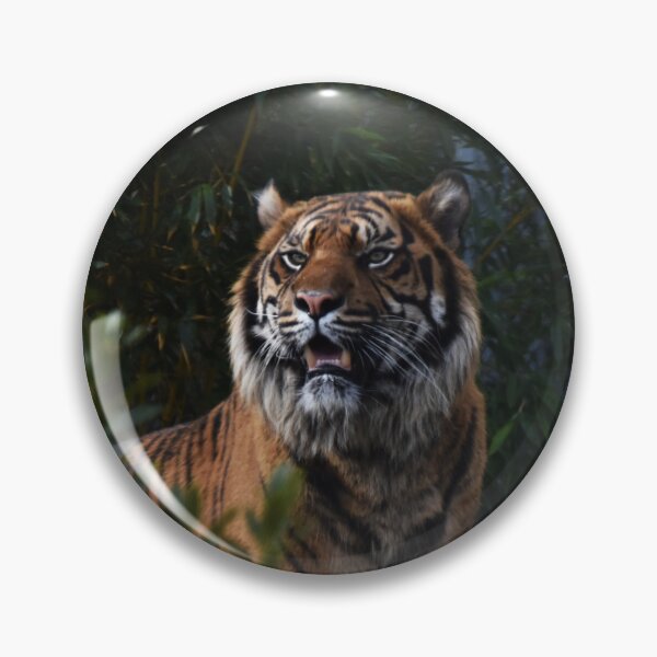 Item preview, Sumatran Tiger in the Bushes designed and sold by megjayne-photos.