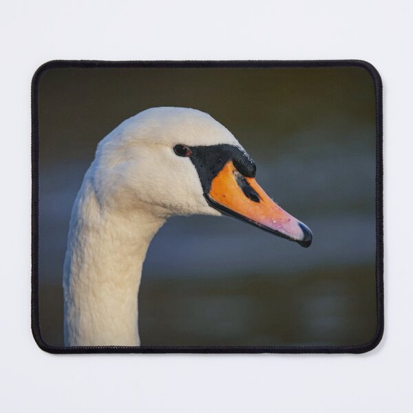 Aperçu de l'œuvre Portrait de cygne femelle créée et vendue par WildEncounters.