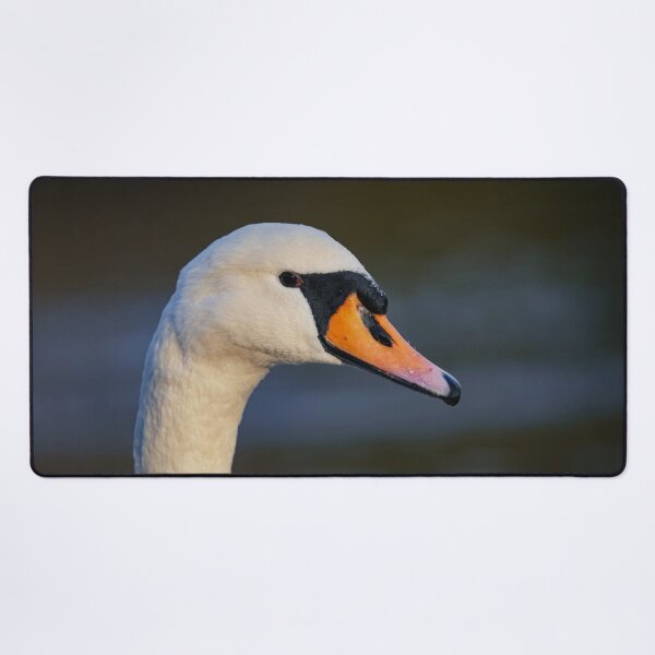 Aperçu de l'œuvre Portrait de cygne femelle créée et vendue par WildEncounters.