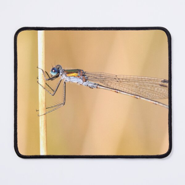 Item preview, Emerald damselfly designed and sold by GreyFeatherPhot.