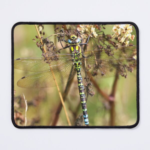 Item preview, Southern hawker dragonfly designed and sold by GreyFeatherPhot.