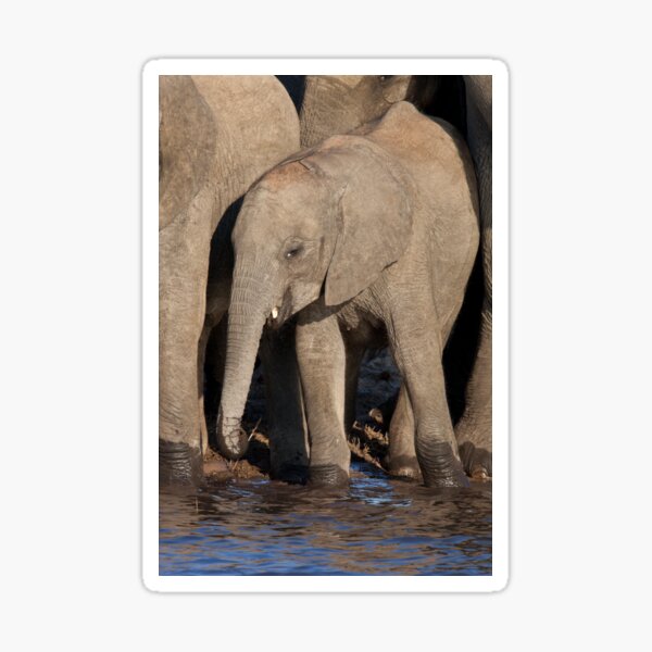Vista previa del artículo con la obra «Elefante africano juvenil (C004/6703)», diseñado y vendido por SciencePhoto.