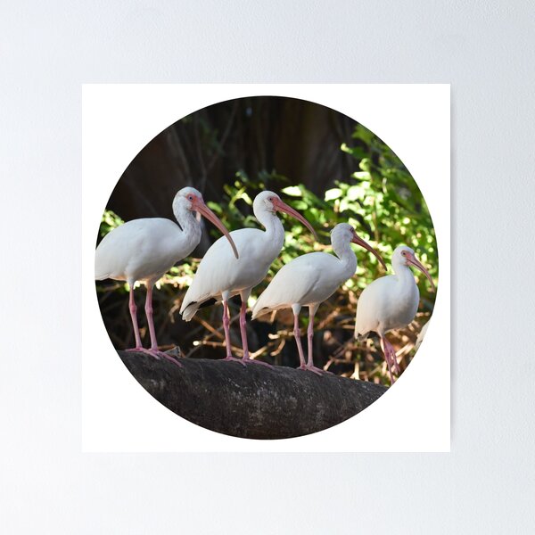 Item preview, Circled Birds designed and sold by Rett-Hill.