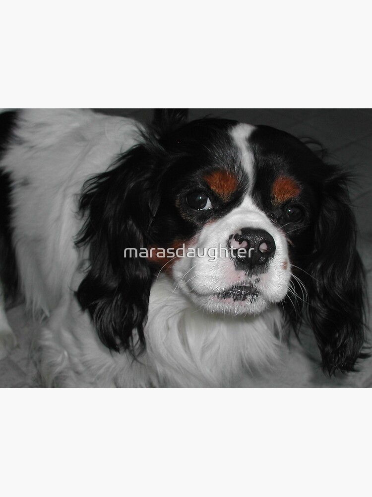 cavalier king charles spaniel tri