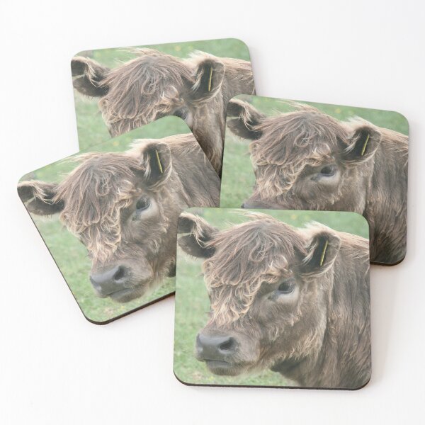 Item preview, Brown Galloway calf designed and sold by Calidris Fotografie Steffi & Ben Köppler.