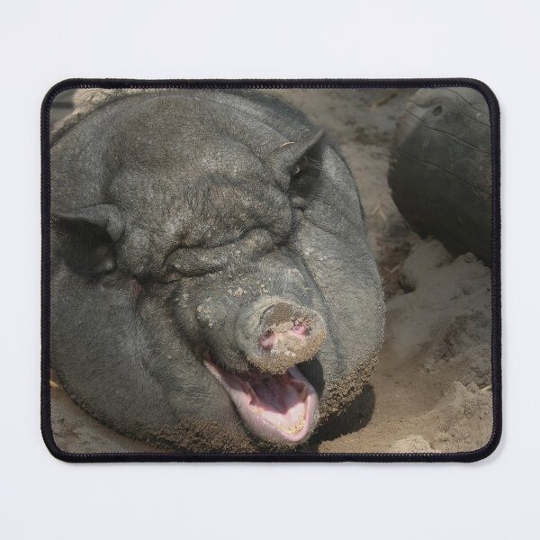 Item preview, Pot belly pig designed and sold by Calidris Fotografie Steffi & Ben Köppler.