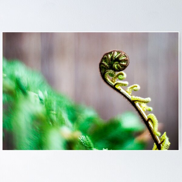 Item preview, Ferny Fronds designed and sold by Al Ronberg.