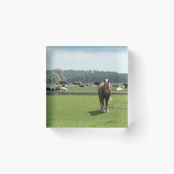 Item preview, Draft horses and cows designed and sold by Calidris Fotografie Steffi & Ben Köppler.