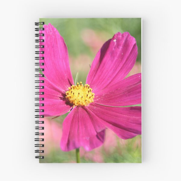 Item preview, Cosmea bipinnata designed and sold by Calidris Fotografie Steffi & Ben Köppler.