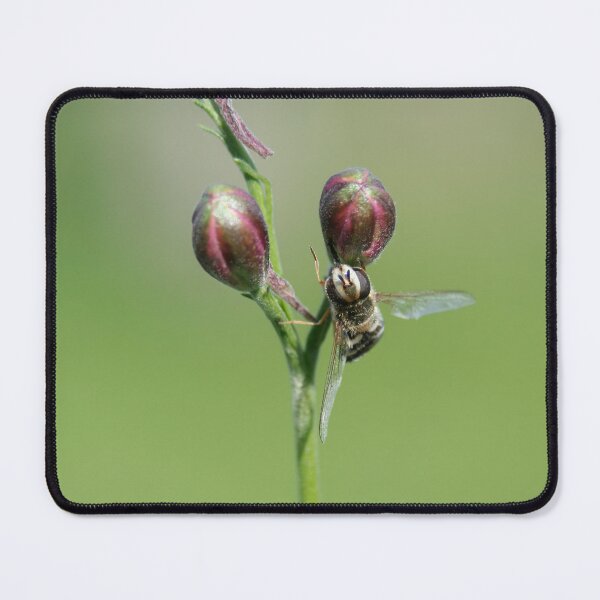 Item preview, Flower Fly designed and sold by Calidris Fotografie Steffi & Ben Köppler.