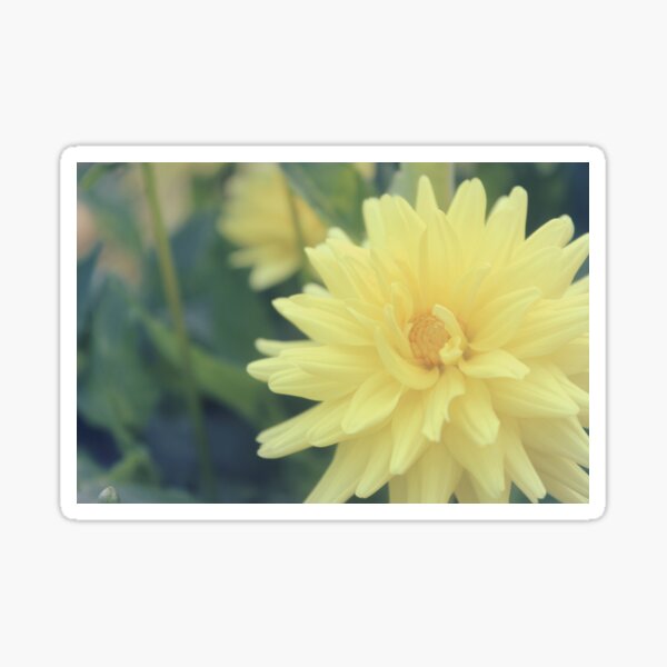 Yellow Chrysanthemum Flower Sticker