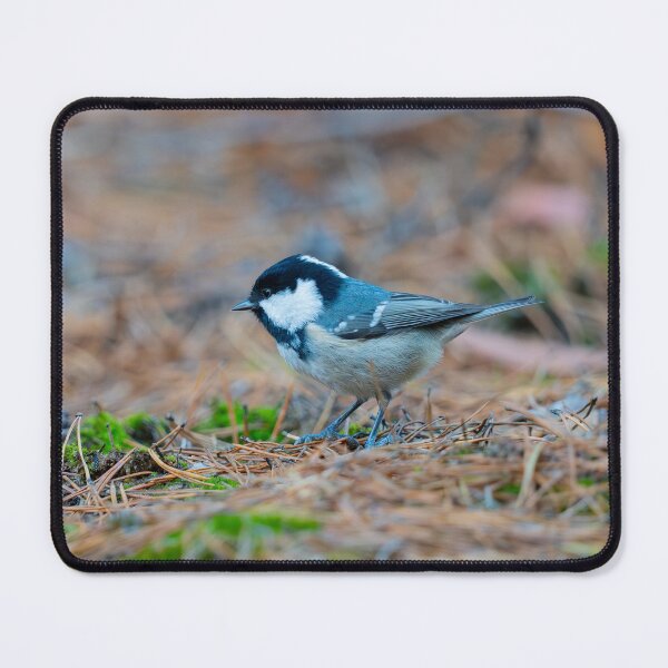 Item preview, Coal tit (Poecile atricapilla) in the forest designed and sold by ART-SUNRISE.