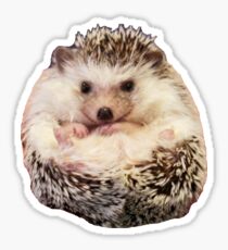 hedgehog Sticker