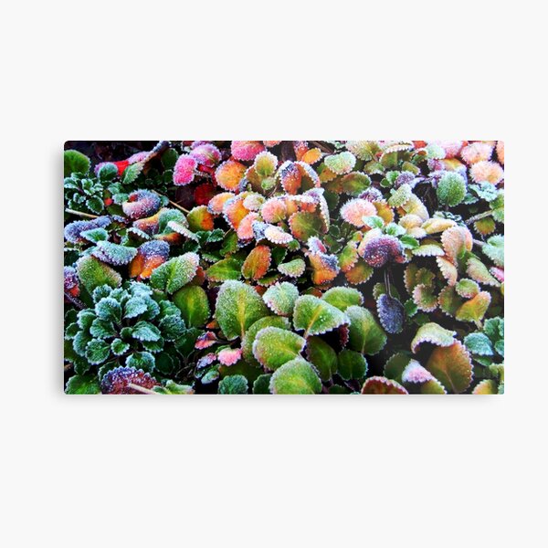 Frosty Colours Metal Print