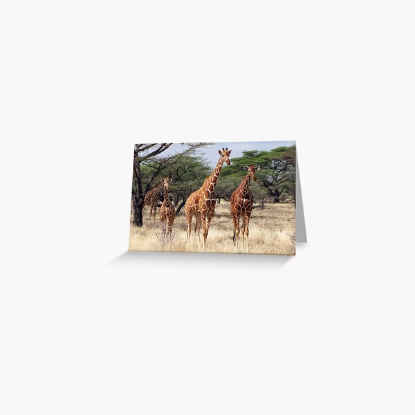 Item preview, RETICULATED GIRAFFES - SAMBURU designed and sold by Michael Sheridan.