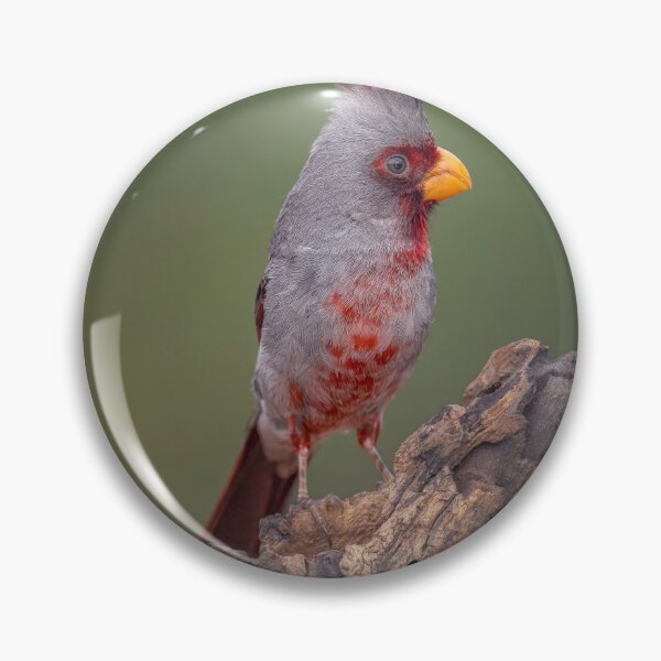 Item preview, Desert Cardinal or Pyrrhuloxia in Texas designed and sold by PhotoArt by Joan Carroll.