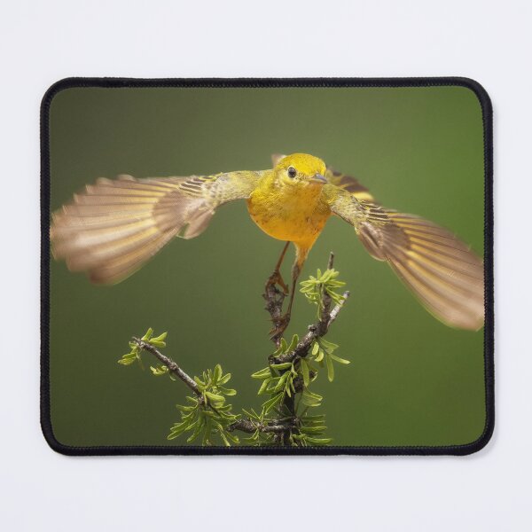 Item preview, Yellow Warbler Takeoff South Texas designed and sold by PhotoArt by Joan Carroll.
