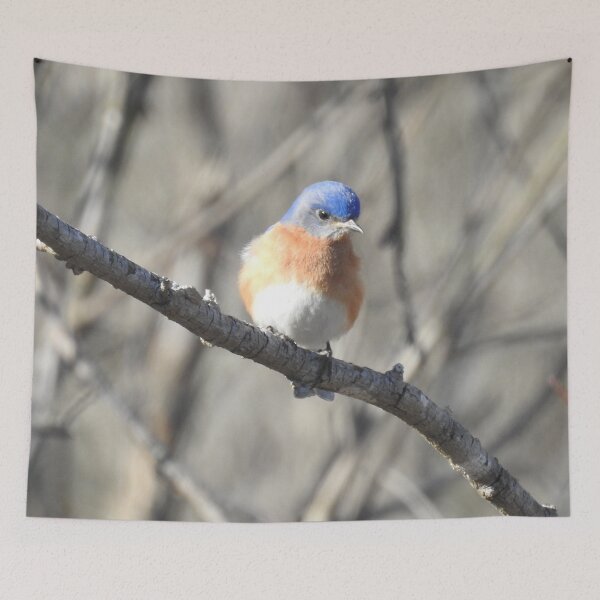 Item preview, Eastern bluebird, wild birds, nature, wildlife designed and sold by Sandra O'Toole.