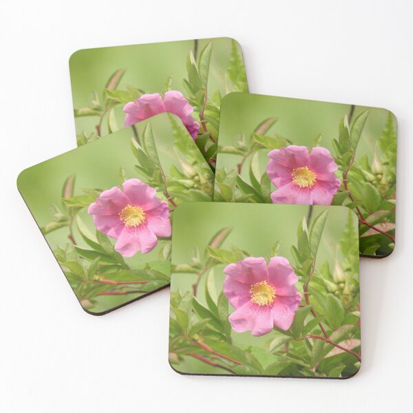 Item preview, Swamp Rose, wildflowers, nature photography designed and sold by Sandra O'Toole.