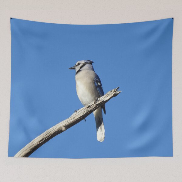 Item preview, Blue Jay, wild birds, waterfowl, nature photography designed and sold by Sandra O'Toole.