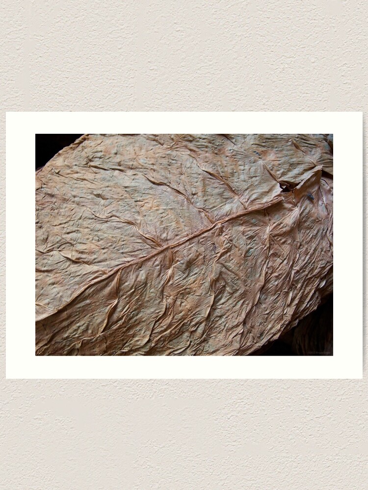 tobacco leaf art Detail, Tobacco Leaf Art Print