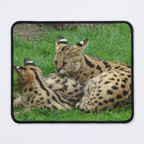 Item preview, Servals In The Wild designed and sold by TheAnimalZ00.