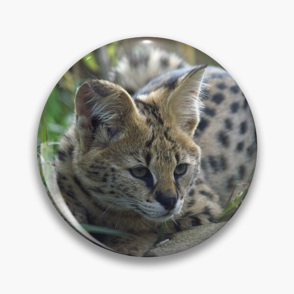 Item preview, Cute Serval Laying Down designed and sold by TheAnimalZ00.