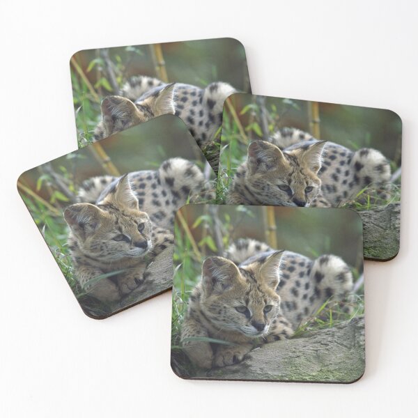 Item preview, Cute Serval Laying Down designed and sold by TheAnimalZ00.