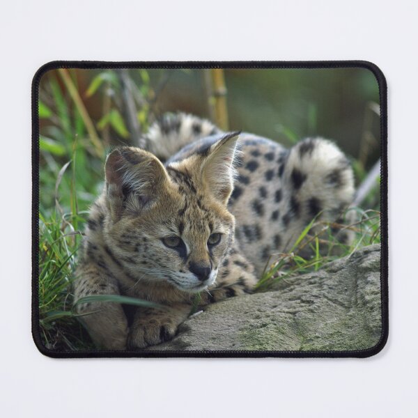 Item preview, Cute Serval Laying Down designed and sold by TheAnimalZ00.