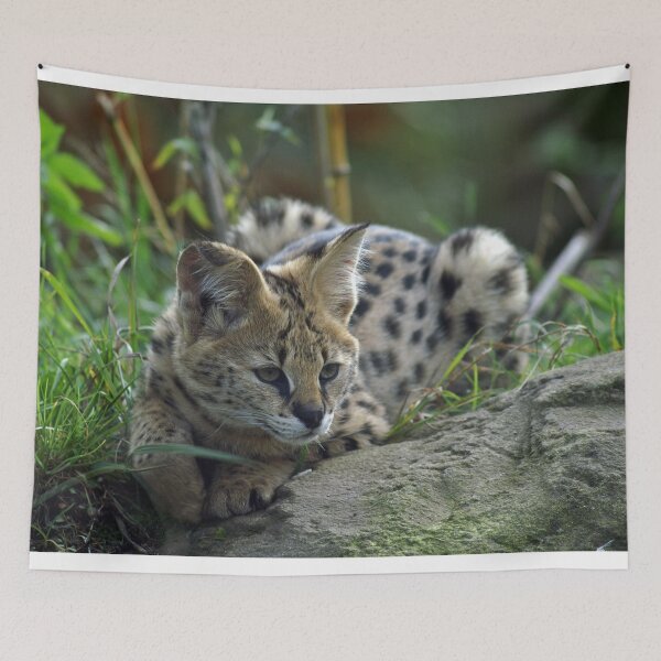Item preview, Cute Serval Laying Down designed and sold by TheAnimalZ00.