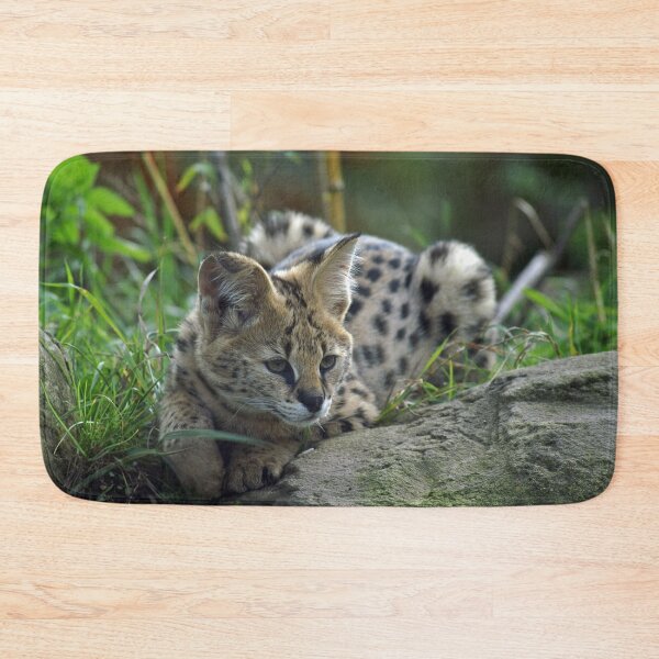Item preview, Cute Serval Laying Down designed and sold by TheAnimalZ00.