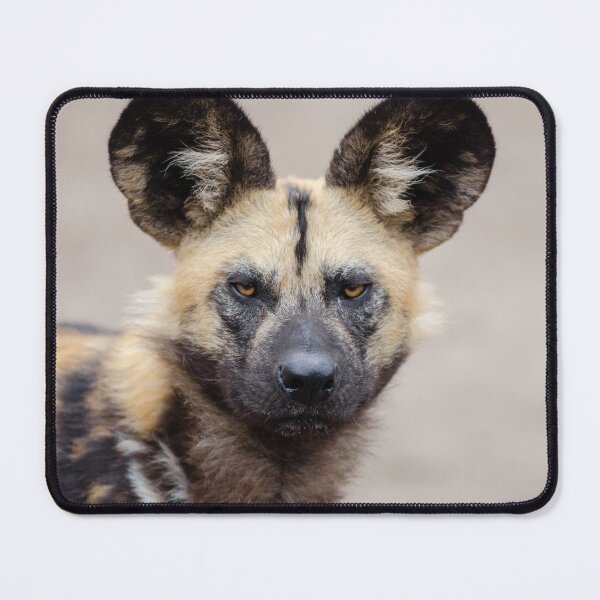 Item preview, African Wild Dog designed and sold by TheAnimalZ00.