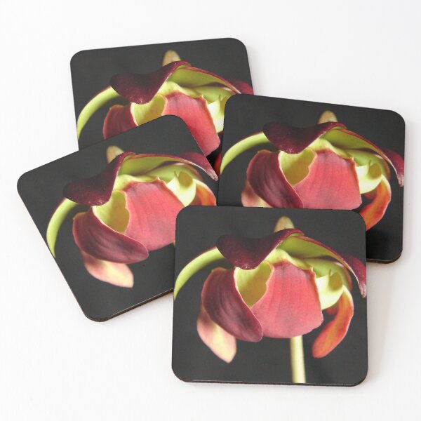 Item preview, Sarracenia Purpurea Bloom (Eve's Apple) designed and sold by Tippitiwichet.